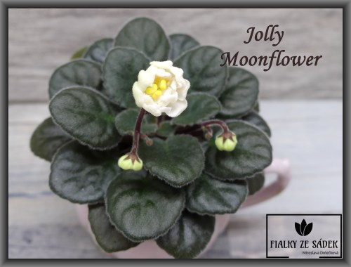 Jolly Moonflower